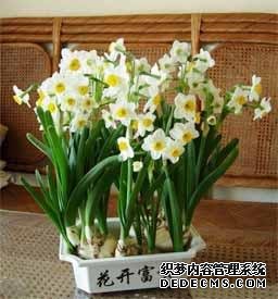 风水培训-室内摆放这些植物和花卉，房间风水迅速提升！-风水