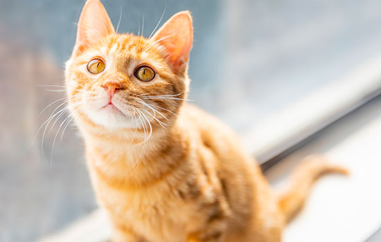 孕妇梦见猫咬自己说明什么 孕妇梦到猫咬自己有什么预兆
