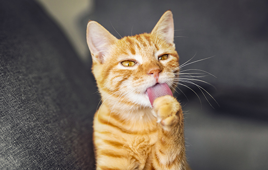 梦见一只猫缠着自己是什么意思 梦见一只猫缠着自己有什么征兆