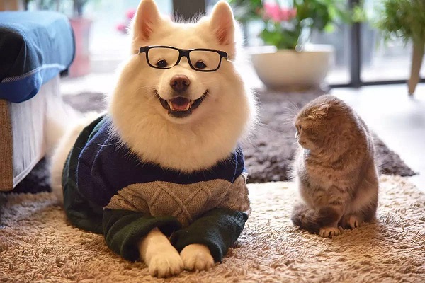 梦见猫狗什么意思 梦见猫狗好不好