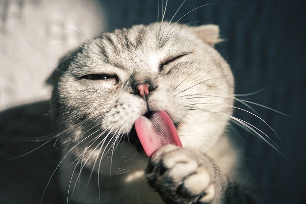 梦见一只猫很粘我什么意思 梦见一只猫很粘我预示什么