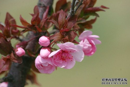 梅兰竹菊你最配谁？