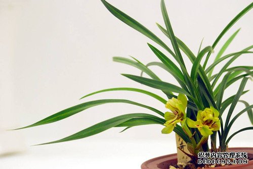 梅兰竹菊你最配谁？