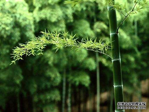 梅兰竹菊你最配谁？