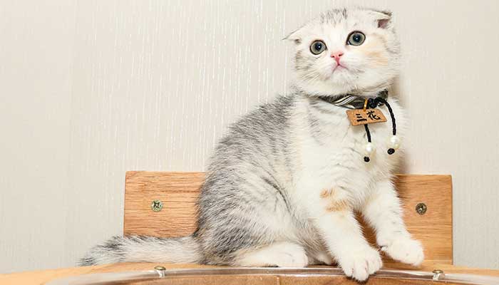 梦见猫咪是什么意思 梦见猫咪是什么预兆