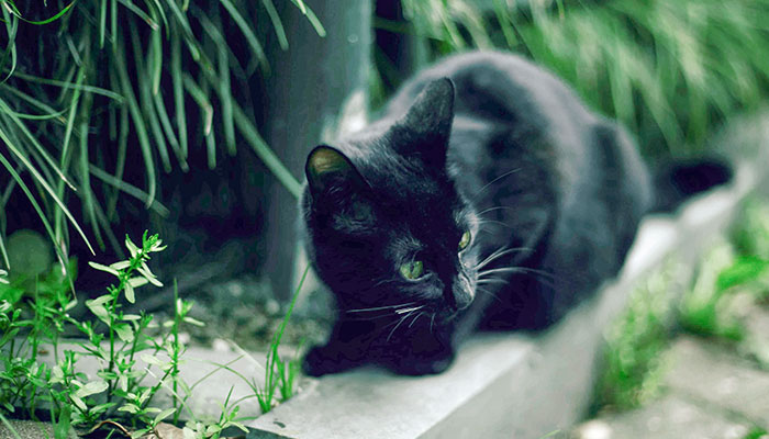 梦见猫咪是什么意思 梦见猫咪是什么预兆