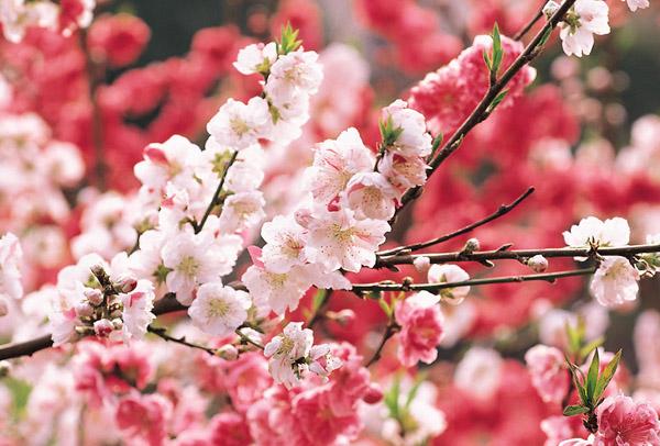 什么是滚桃花？滚浪桃花对家庭婚姻姻缘有多大的引导作用