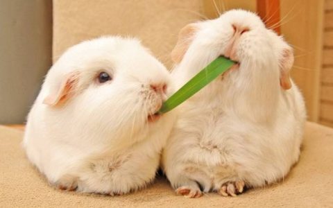 属兔的人2019年运程解密